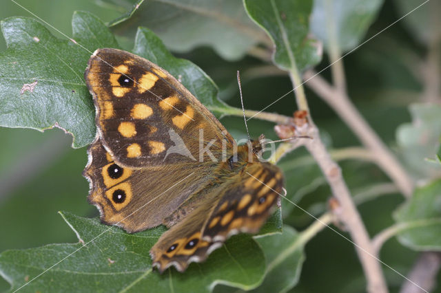 Speckled Wood (Pararge aegeria)