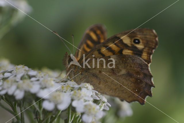 Bont zandoogje (Pararge aegeria)