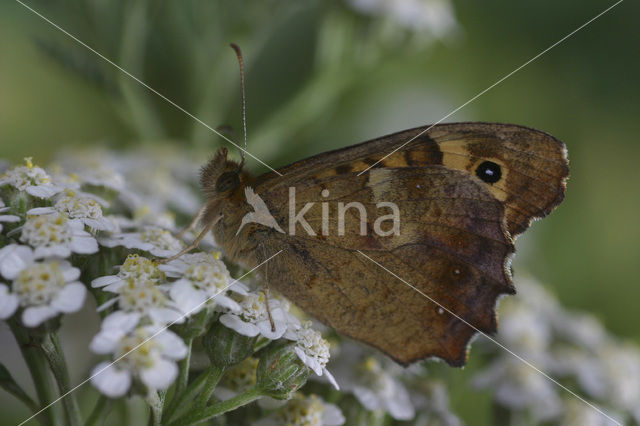 Speckled Wood (Pararge aegeria)