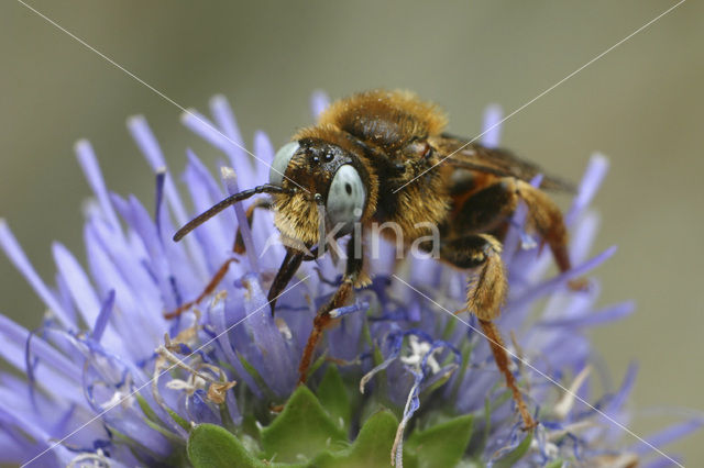 Bonte viltbij (Epeoloides coecutiens)