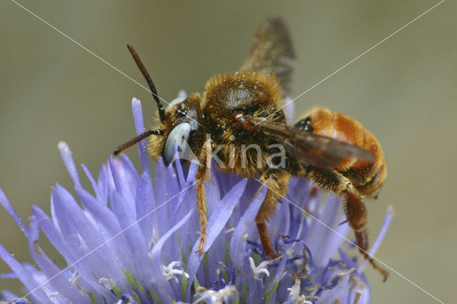 Bonte viltbij (Epeoloides coecutiens)