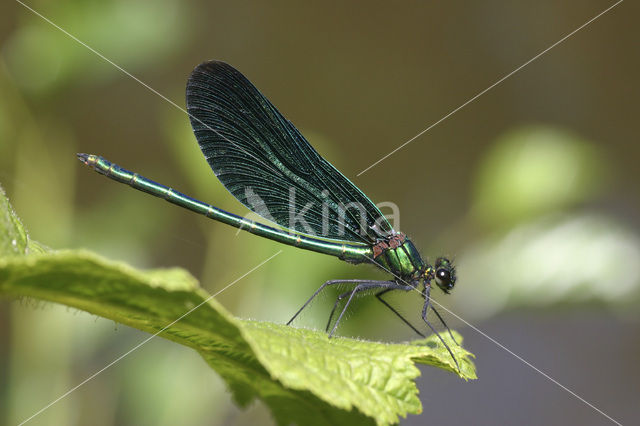 Beautiful Demoiselle (Calopteryx virgo)