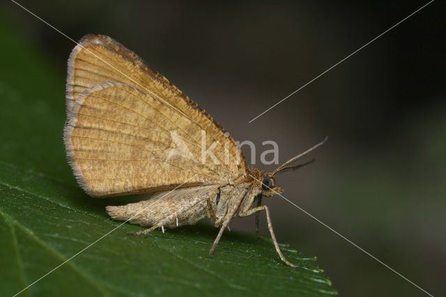 Bosbesbruintje (Itame brunneata)