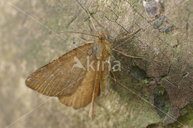 Bosbesbruintje (Itame brunneata)