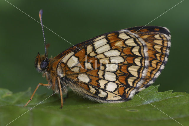 Bosparelmoervlinder (Melitaea athalia)