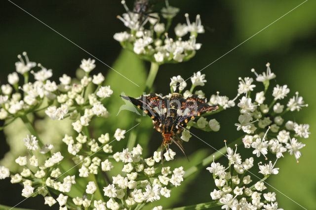 Thyris fenestrella