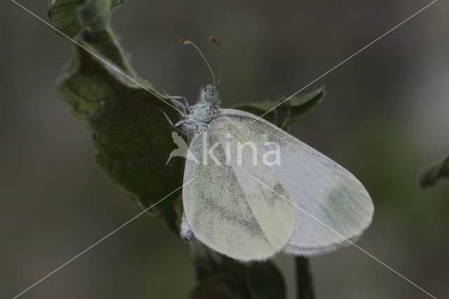 Wood White (Leptidea sinapis)