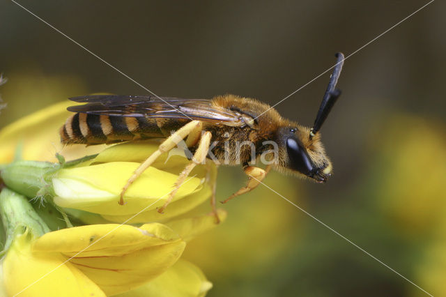 Breedbandgroefbij (Halictus scabiosae)