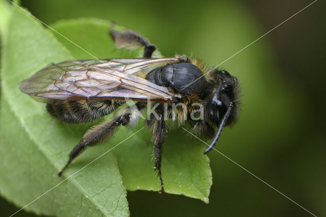 Andrena synadelpha