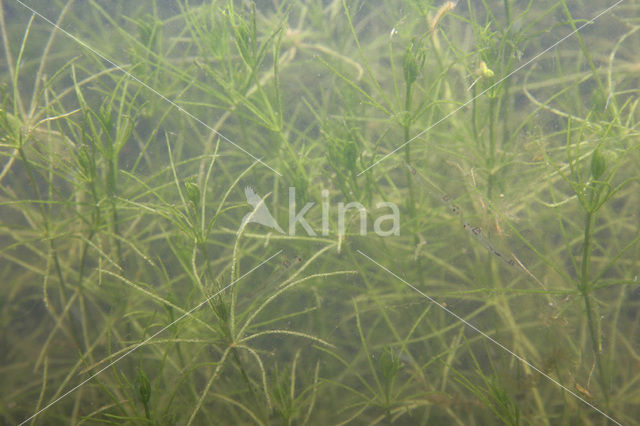 Fragile Stonewort (Chara globularis)