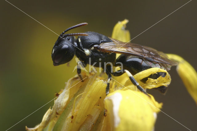 Brilmaskerbij (Hylaeus dilatatus)