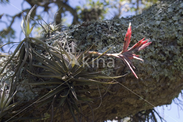 Bromelia (Tillandsia spec.)