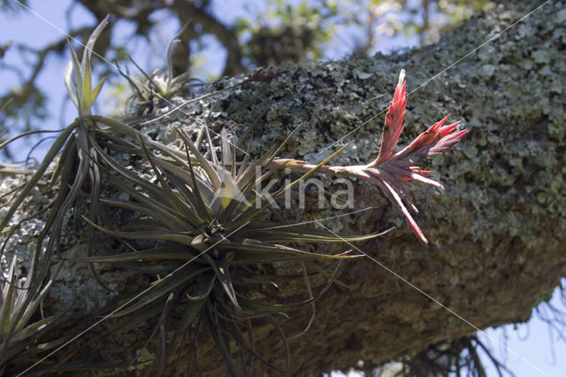 Airplant (Tillandsia spec.)