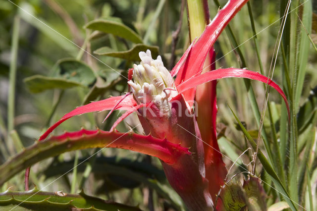 Bromelia (Tillandsia spec.)