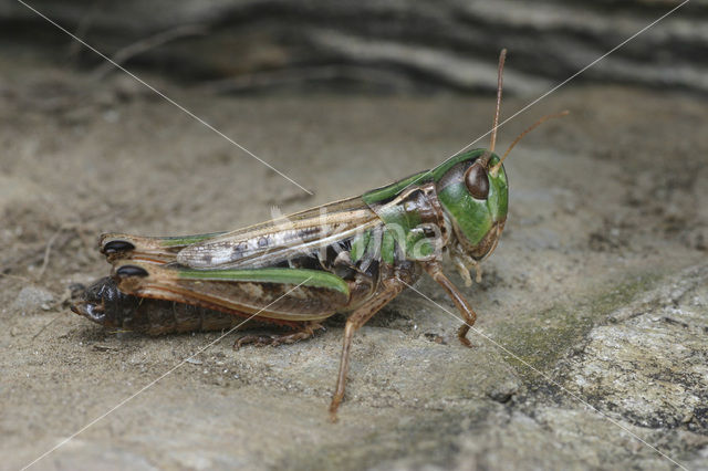 Brommer (Stenobothrus nigromaculatus)