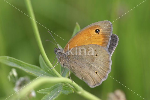 Bruin zandoogje (Maniola jurtina)