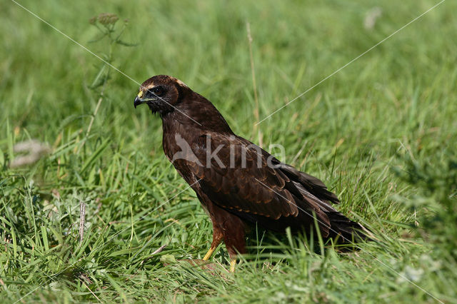 Marsh Harrier (Circus aeruginosus)