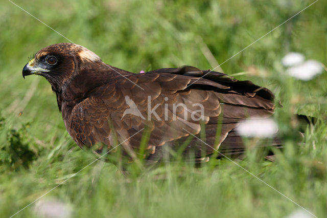 Bruine Kiekendief (Circus aeruginosus)