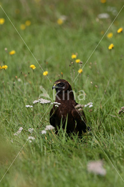 Bruine Kiekendief (Circus aeruginosus)