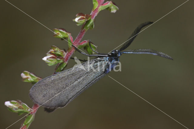 Bruine metaalvlinder (Rhagades pruni)