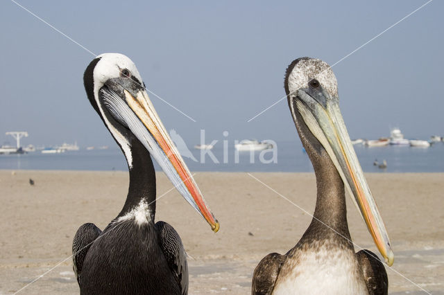 Bruine pelikaan (Pelecanus occidentalis)