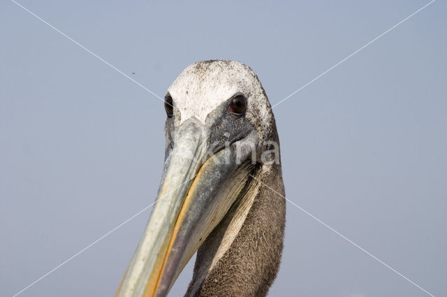 Bruine pelikaan (Pelecanus occidentalis)