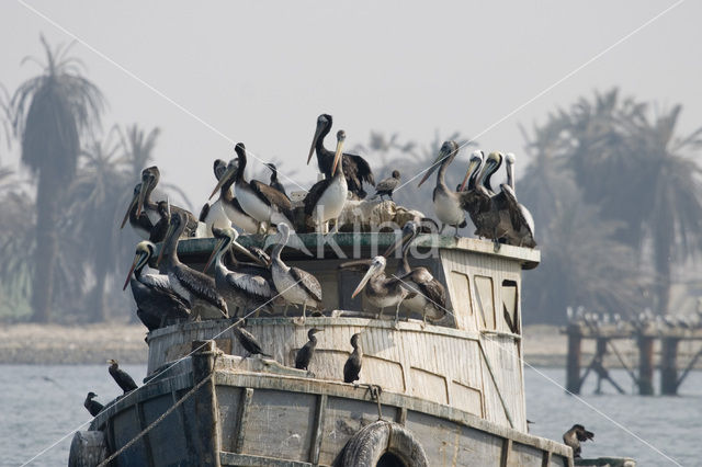 Bruine pelikaan (Pelecanus occidentalis)