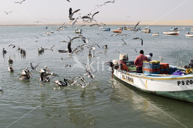 Brown pelican (Pelecanus occidentalis)