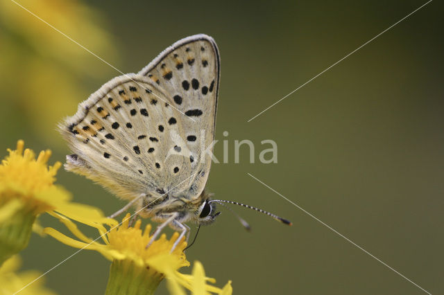 Bruine vuurvlinder (Lycaena tityrus)