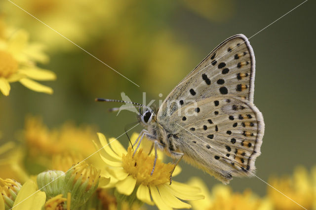 Bruine vuurvlinder (Lycaena tityrus)