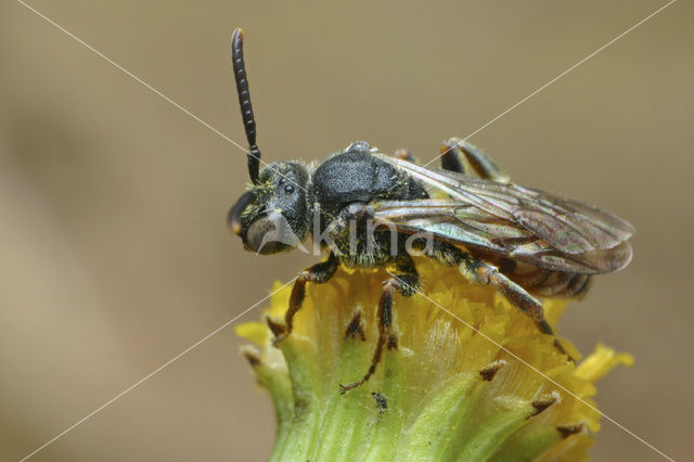 Bruinsprietwespbij (Nomada fuscicornis)