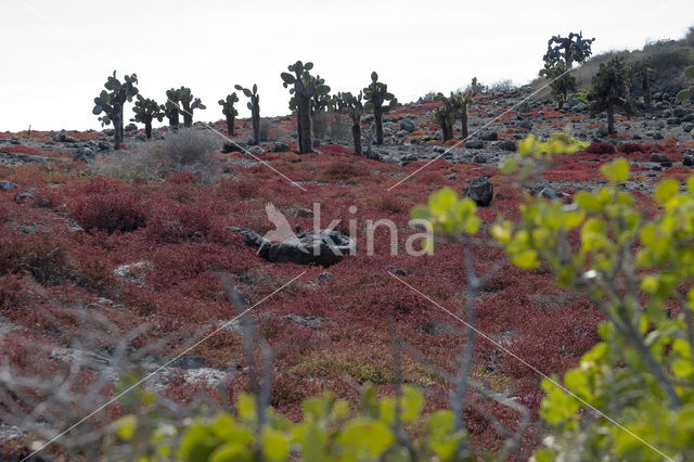 Cactus (Opuntia spec.)