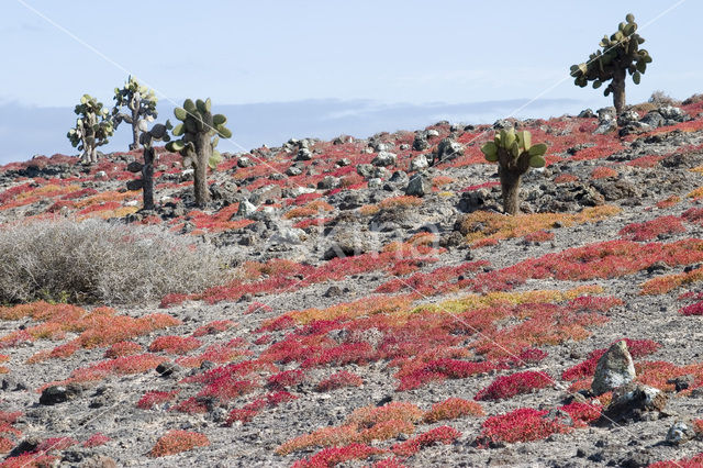 Cactus (Opuntia spec.)