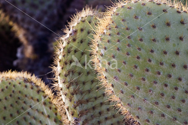 Cactus (Opuntia spec.)