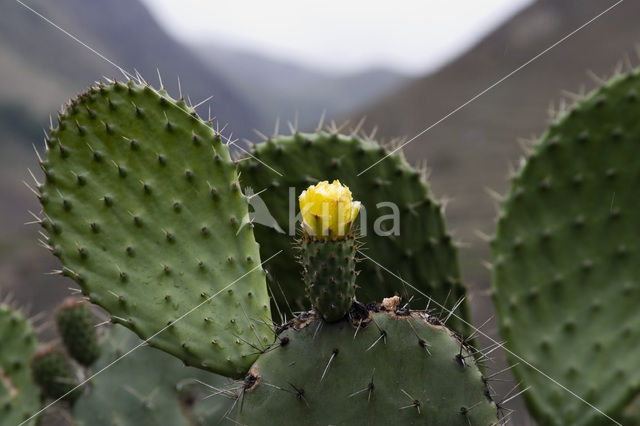 Cactus (Opuntia spec.)