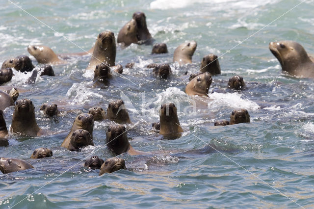 Californian sea lion (Zalophus californianus)