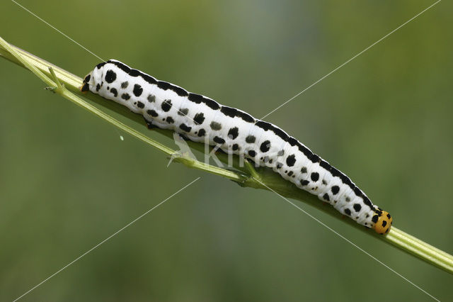 Calyptra thalictri