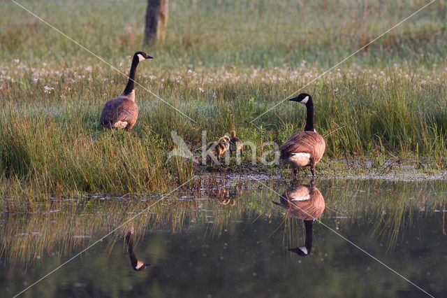 Canada Goose (Branta canadensis)