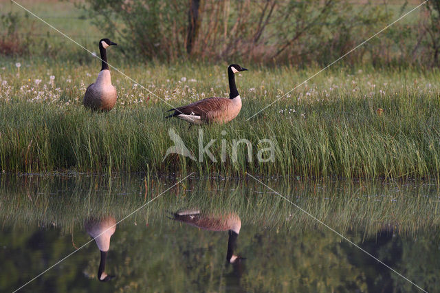 Canada Goose (Branta canadensis)