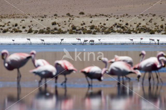 Chileense Flamingo (Phoenicopterus chilensis)