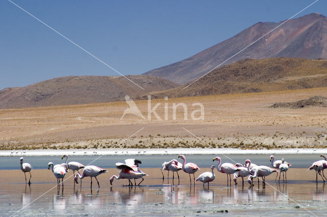 Chileense Flamingo (Phoenicopterus chilensis)