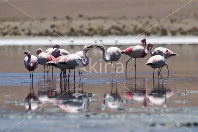 Chileense Flamingo (Phoenicopterus chilensis)