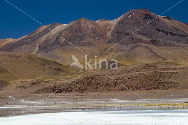 Chileense Flamingo (Phoenicopterus chilensis)