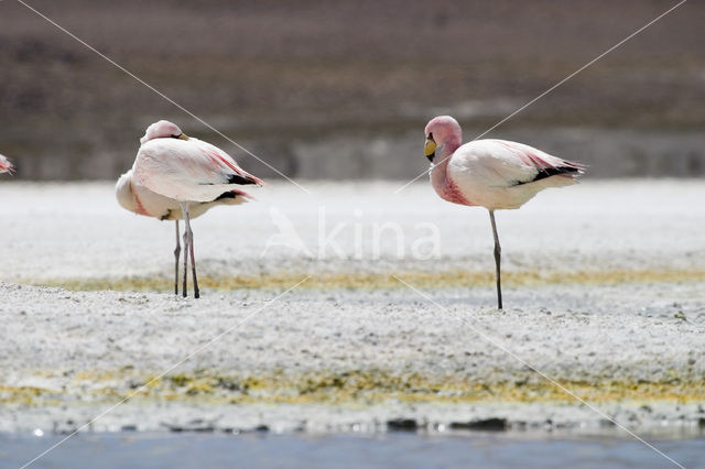 Chileense Flamingo (Phoenicopterus chilensis)