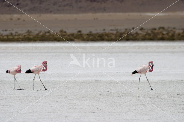 Chileense Flamingo (Phoenicopterus chilensis)