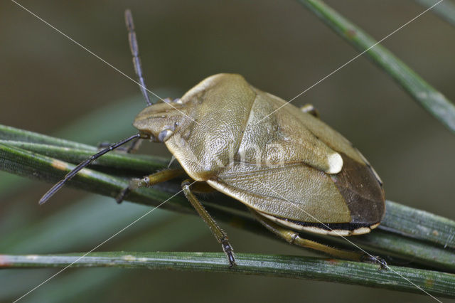 Chlorochroa pinicola