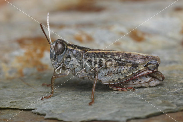 desert grasshopper (Calliptamus barbarus)