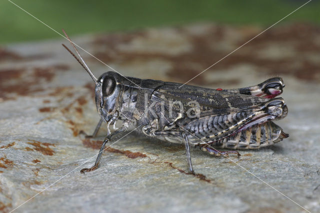 desert grasshopper (Calliptamus barbarus)