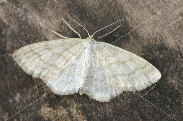 Crème stipspanner (Scopula ternata)