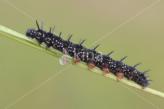 Peacock (Inachis io)